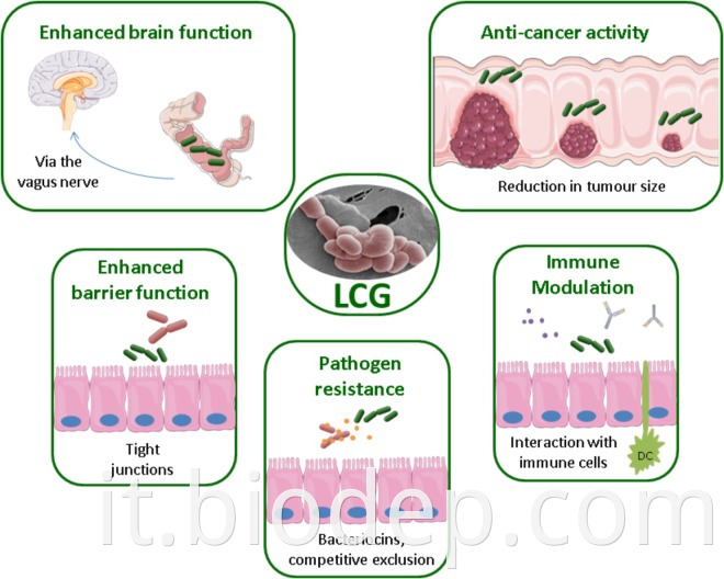 lactobacillus casei